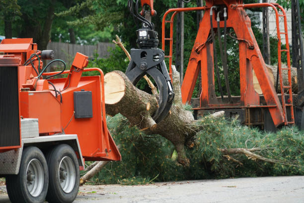 How Our Tree Care Process Works  in  Gilman, IL